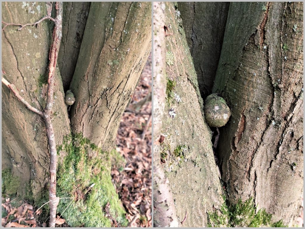 Hier ist eine Knolle abgefallen und zwischen den beiden Stämmen hängen geblieben